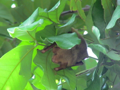 Myotis formosus flavus