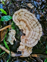 Trametes pavonia
