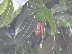 Myotis formosus flavus