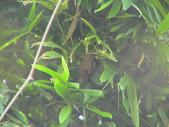 Myotis formosus flavus