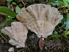 Trametes pavonia