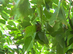 Myotis formosus flavus