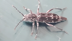 Chlorophorus capensis