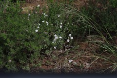 Chascanum cuneifolium