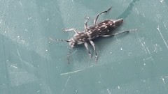 Chlorophorus capensis