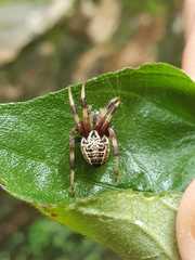 Araneus venatrix