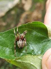 Araneus venatrix