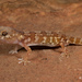 Namaqua Banded Gecko - Photo (c) Tyrone Ping, some rights reserved (CC BY-NC), uploaded by Tyrone Ping
