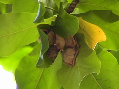 Myotis formosus flavus