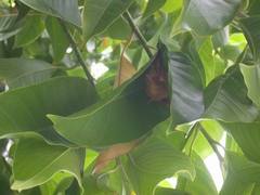 Myotis formosus flavus