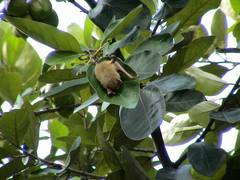 Myotis formosus flavus