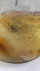 Exocoetidae