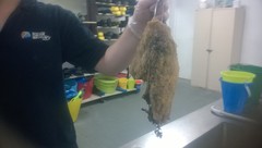 Exocoetidae