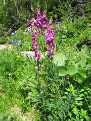 Hedysarum theinum