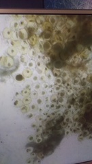 Exocoetidae