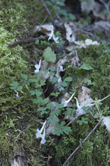 Corydalis caucasica