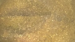Exocoetidae