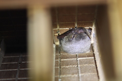 Pipistrellus abramus