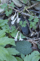 Corydalis caucasica