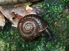 Solaropsis fairchildi