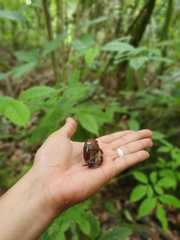 Solaropsis fairchildi