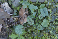 Ficaria verna calthifolia