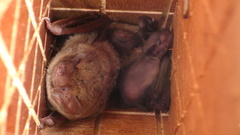 Pipistrellus abramus