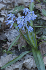 Scilla monanthos