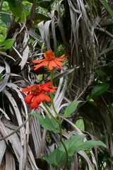 Pseudogynoxys chenopodioides