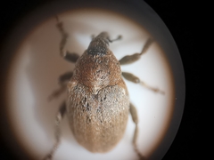Sibinia pyrrhodactyla