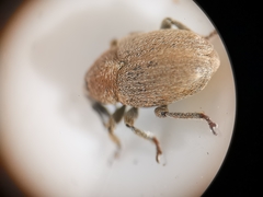 Sibinia pyrrhodactyla