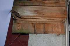 Pipistrellus abramus