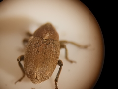 Sibinia pyrrhodactyla
