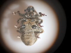 Sibinia pyrrhodactyla