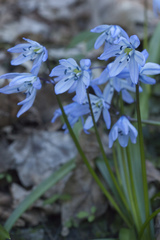 Scilla monanthos