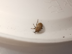 Sibinia pyrrhodactyla