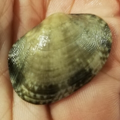 Ruditapes philippinarum