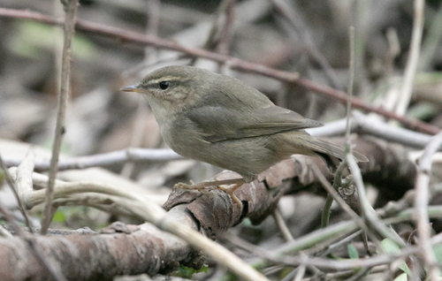 Mosquitero sombrío (Phylloscopus fuscatus)