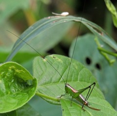 Conocephalus ochrotelus