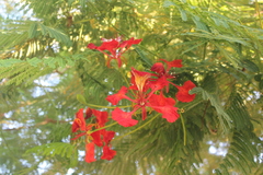Delonix regia