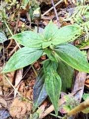 Oldenlandia mellii