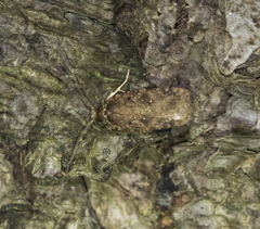 Agonopterix heracliana