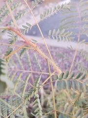 Caesalpinia pulcherrima