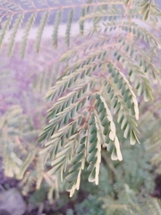 Caesalpinia pulcherrima