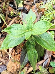 Oldenlandia mellii