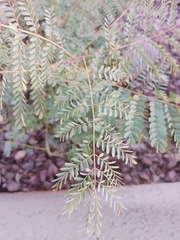 Caesalpinia pulcherrima
