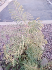 Caesalpinia pulcherrima