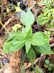 Oldenlandia mellii