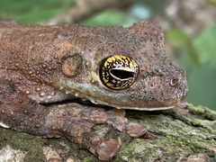 Itapotihyla langsdorffii