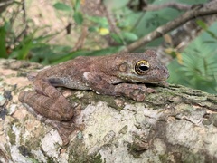 Itapotihyla langsdorffii